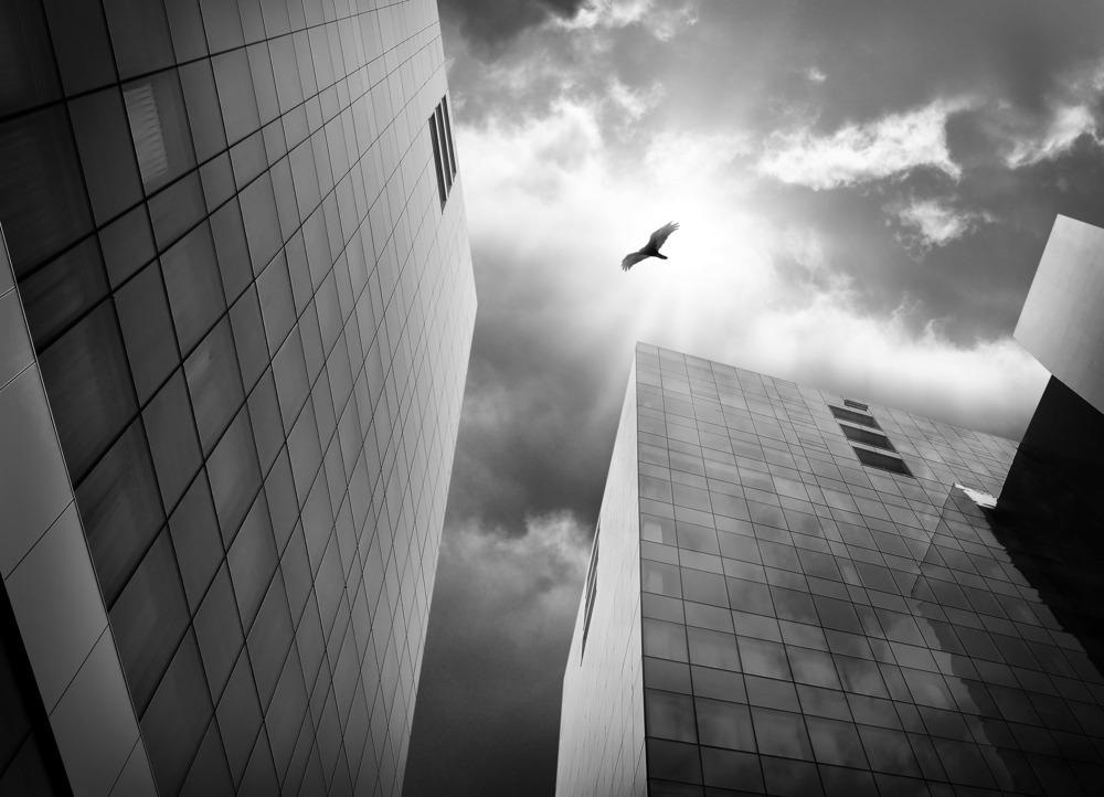 glass, buildings, birds, bird deaths, high-rise buildings