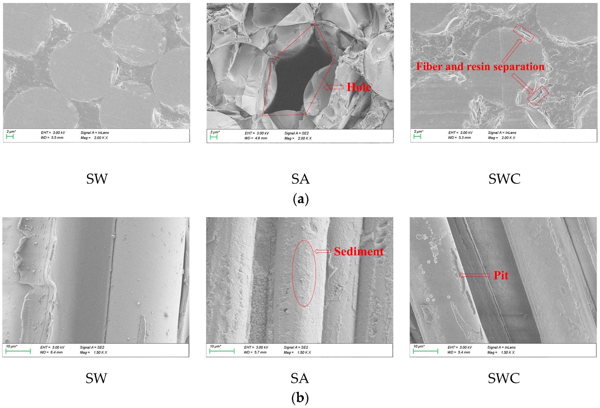 SEM photos of GFRP bars aged at 60 °C for 183 days: (a) Cross section; (b) Longitudinal section.