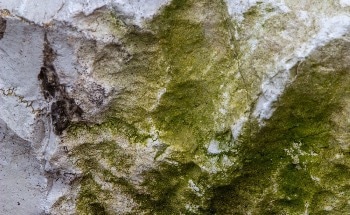 What is Algae-Grown Limestone?