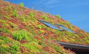 Why and How to Construct a Green Roof