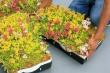 Green Roof System to be Installed for Chattanooga City Council Building